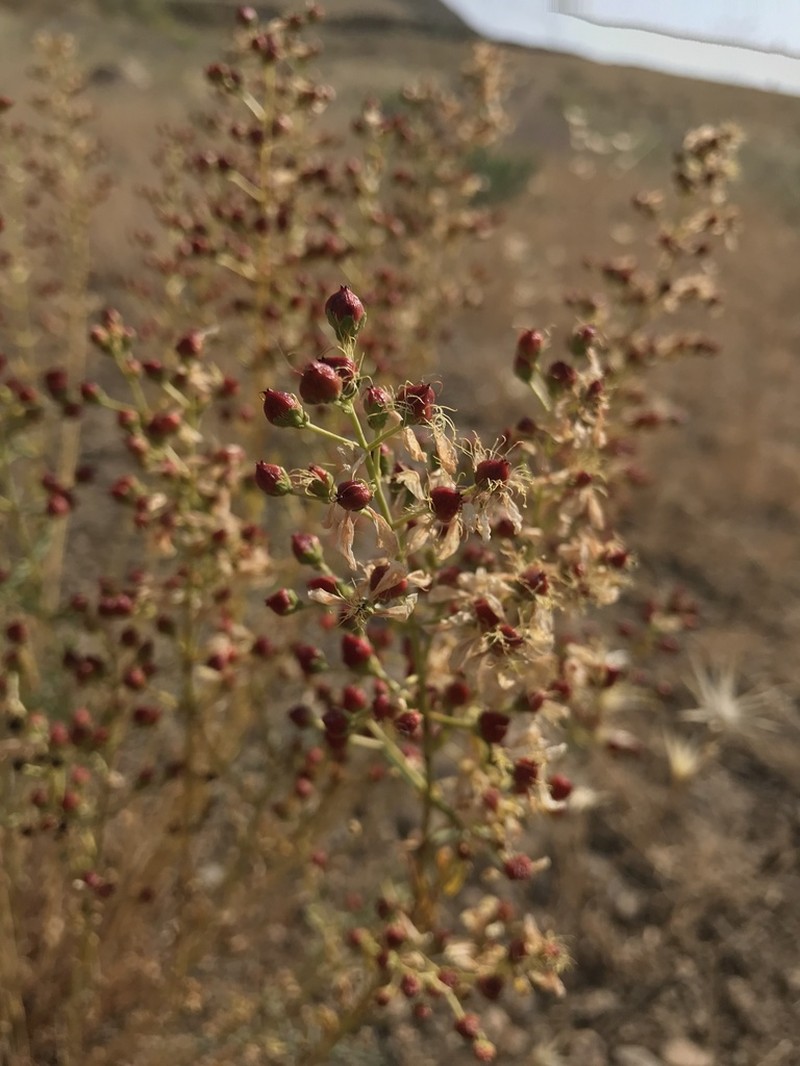 Hypericum vermiculare photo 3