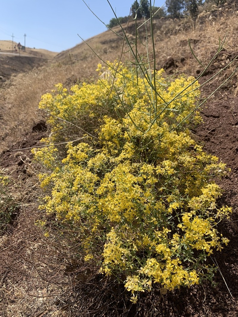 Hypericum vermiculare photo 4