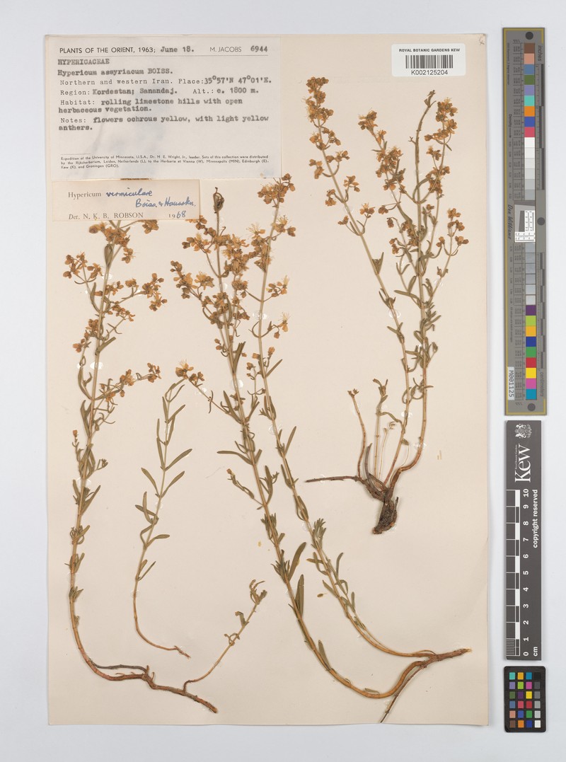 Hypericum vermiculare photo 6