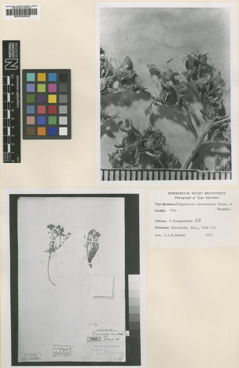 Hypericum vermiculare