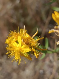 Hypericum veronense
