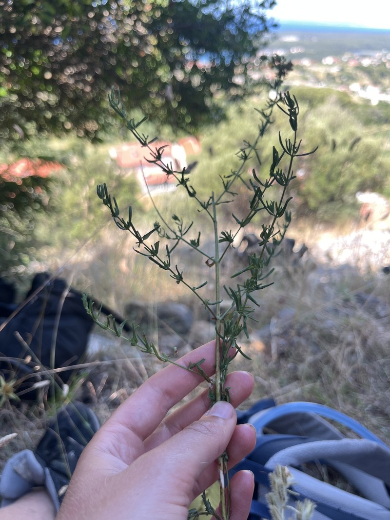 Hypericum veronense photo 2