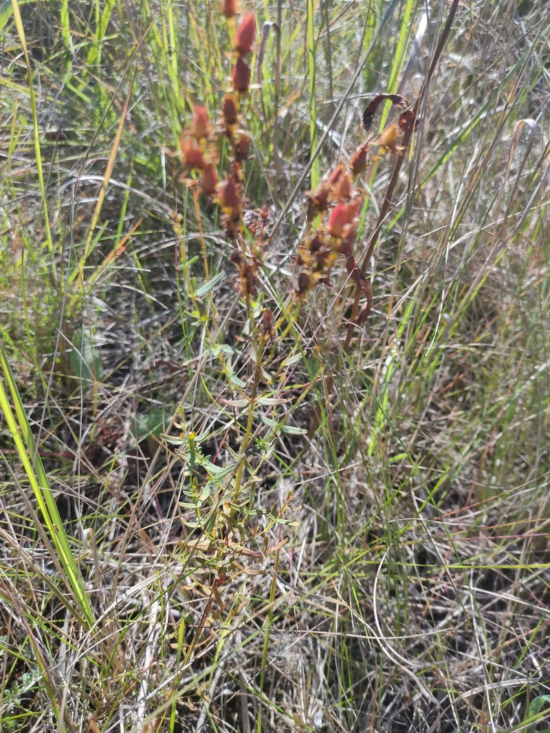 Hypericum veronense photo 3