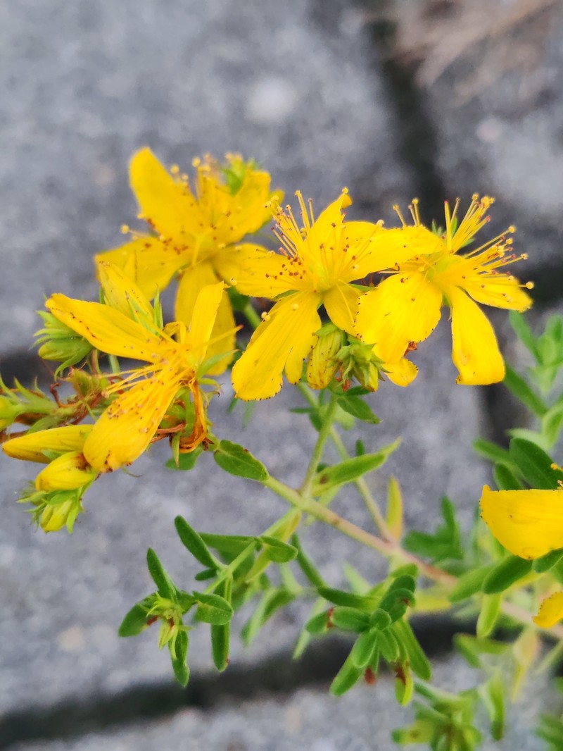 Hypericum veronense photo 4