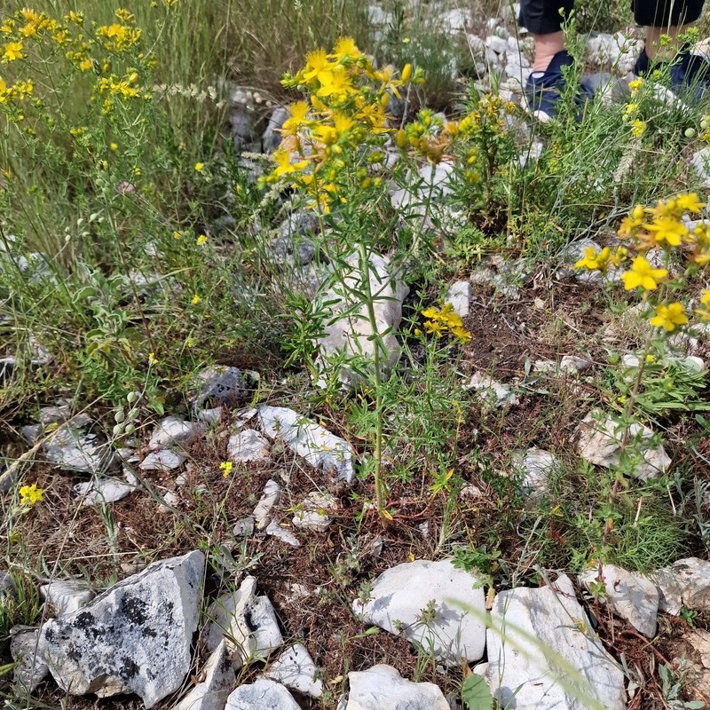 Hypericum veronense photo 5