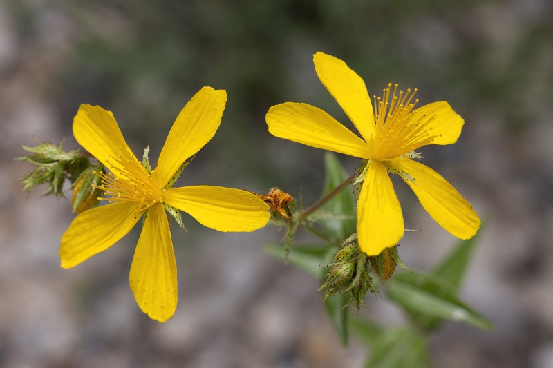 Hypericum veronense photo 6