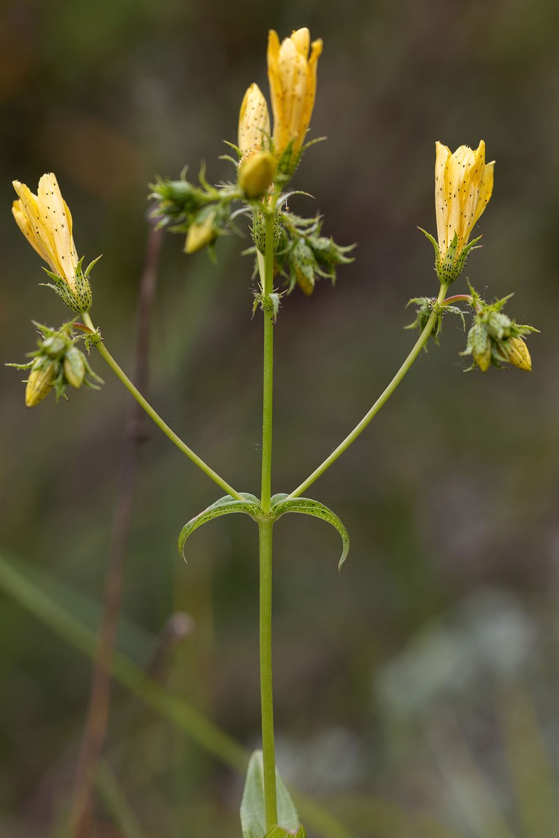 Hypericum veronense photo 7