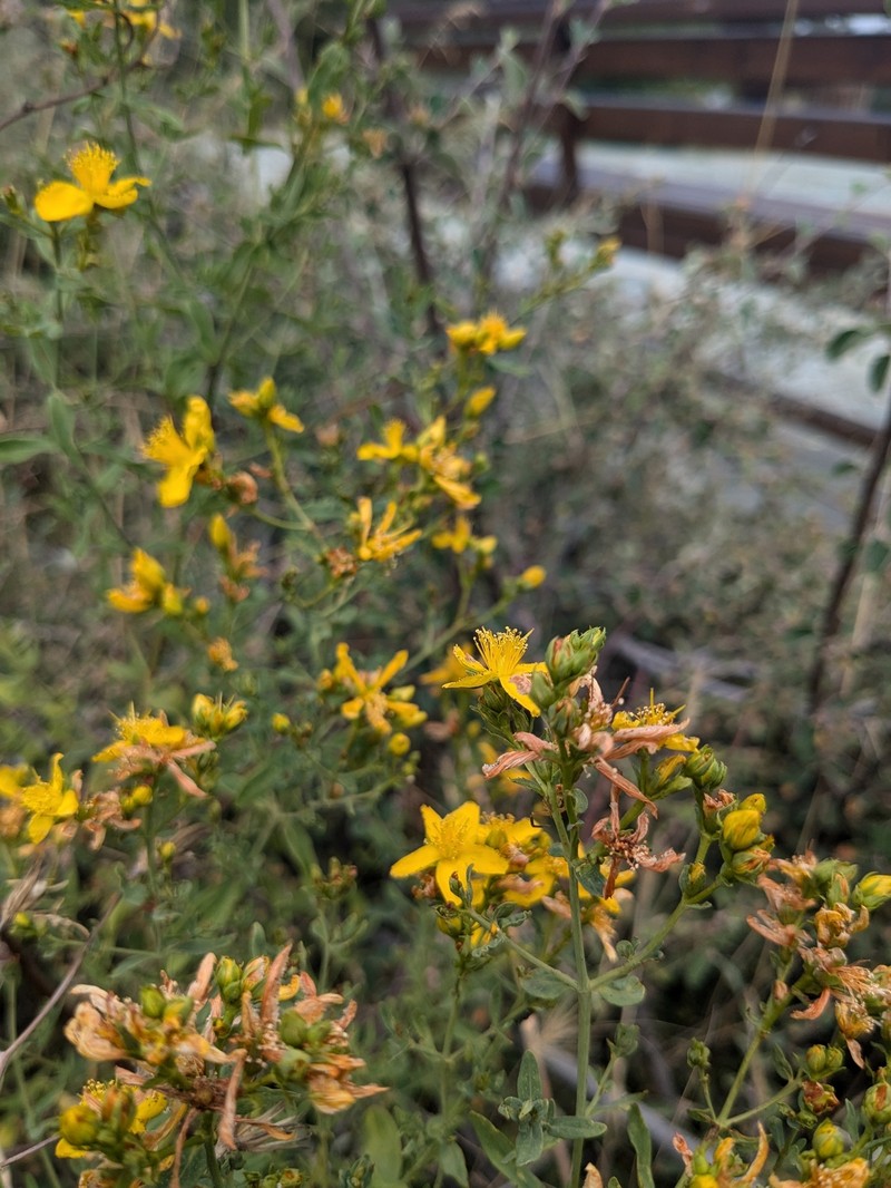 Hypericum veronense photo 8