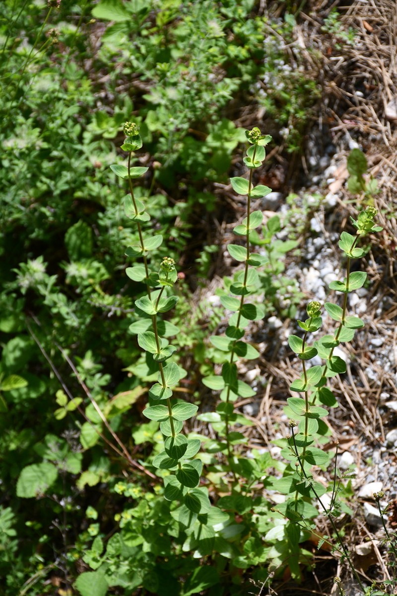Hypericum vesiculosum