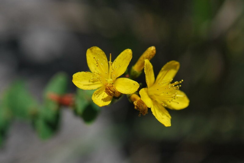 Hypericum vesiculosum photo 2