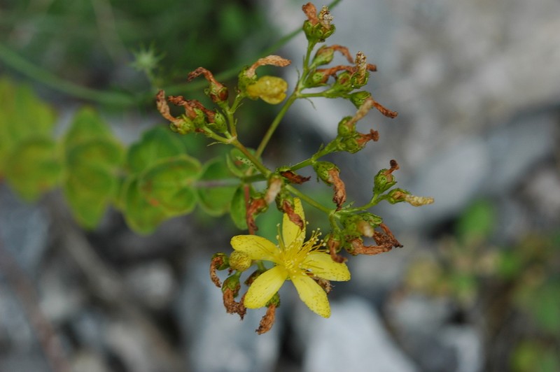Hypericum vesiculosum photo 3