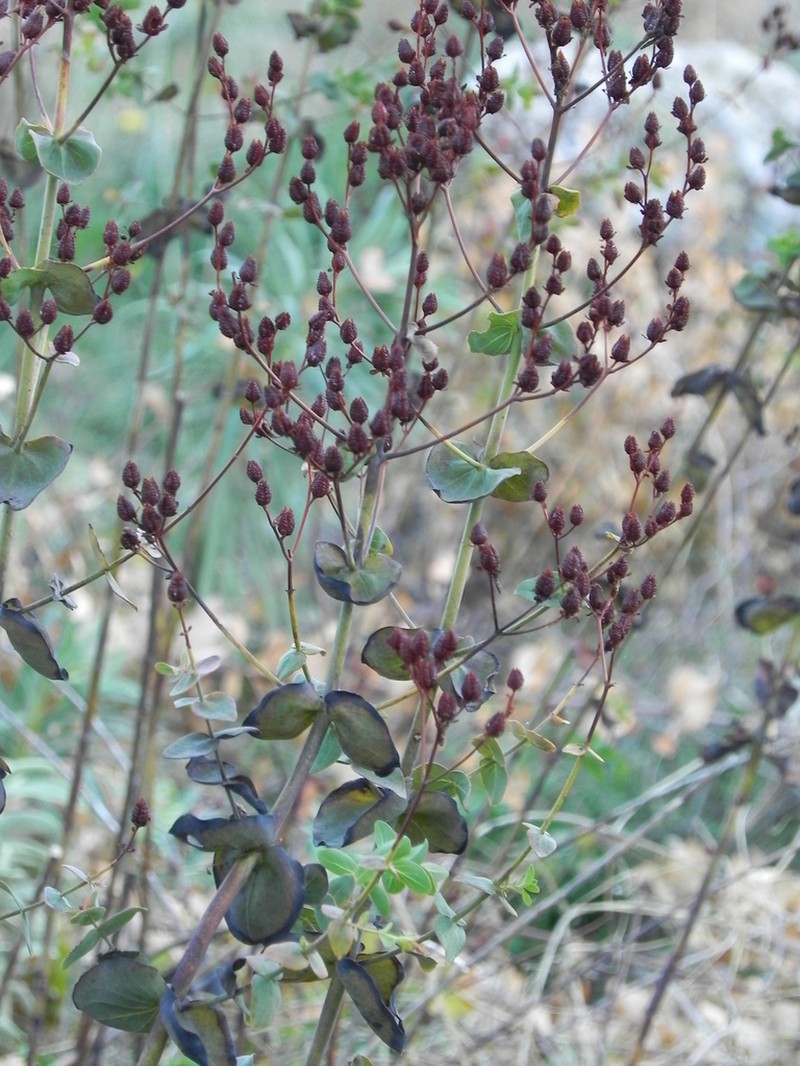 Hypericum vesiculosum photo 4