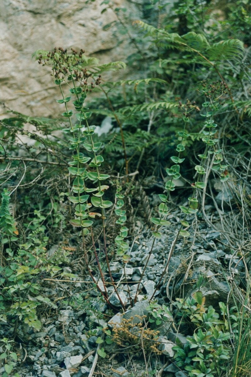 Hypericum vesiculosum photo 5