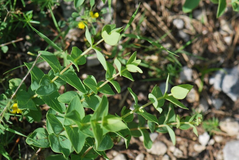 Hypericum vesiculosum photo 6