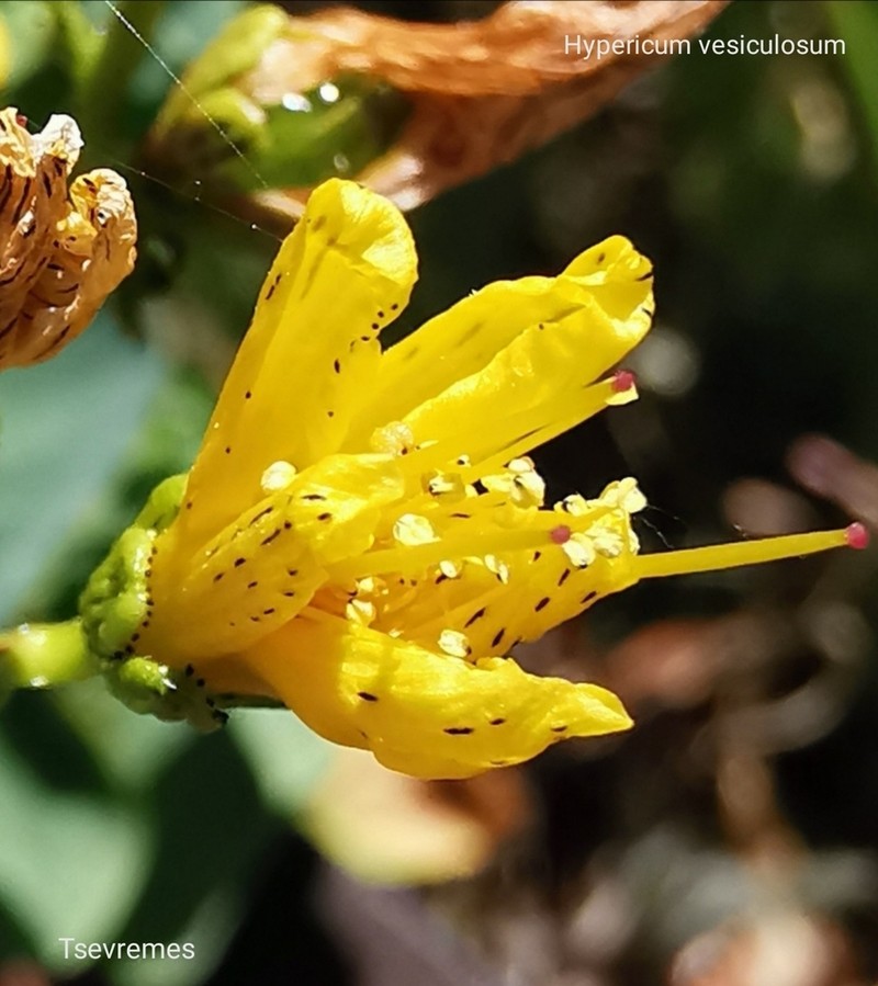Hypericum vesiculosum photo 7