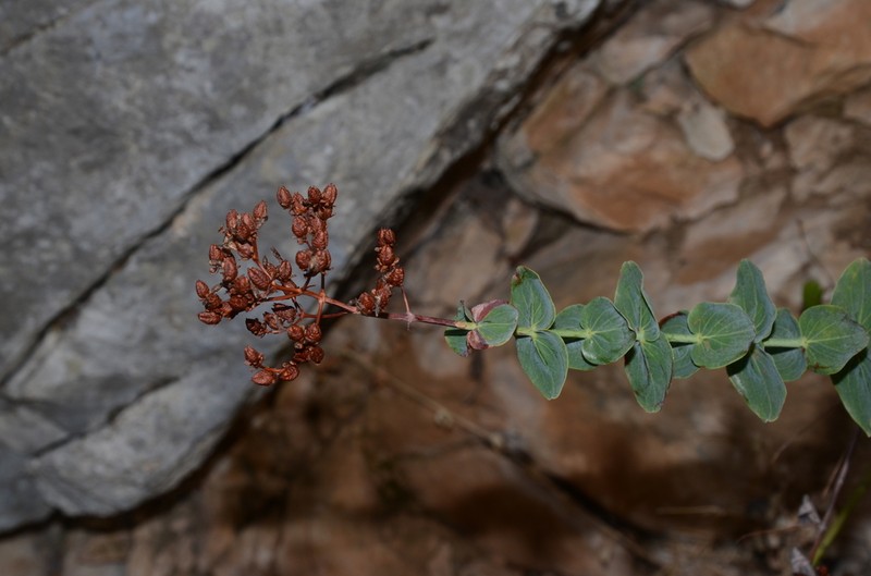 Hypericum vesiculosum photo 8