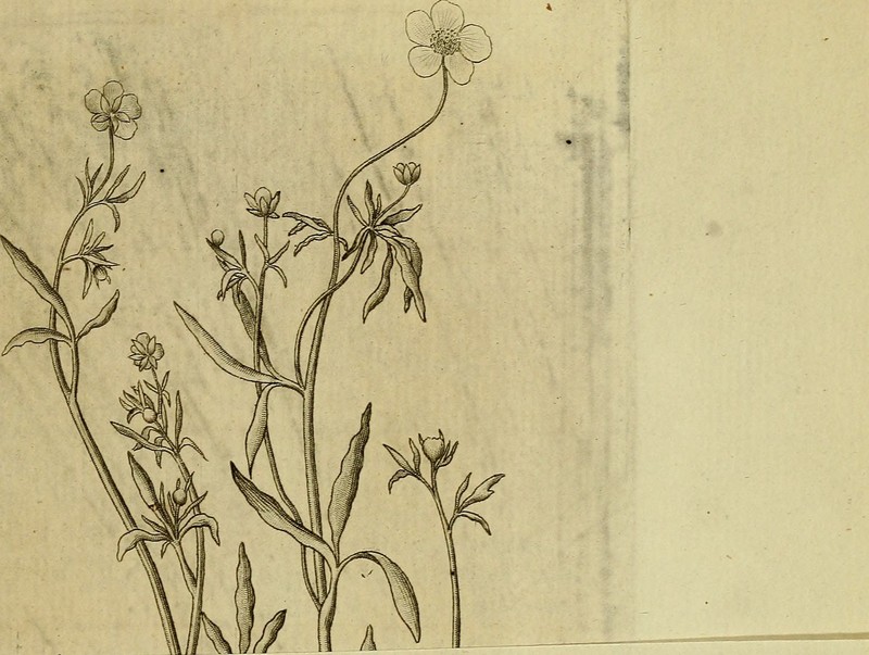 Sharpleaf St. Johnswort