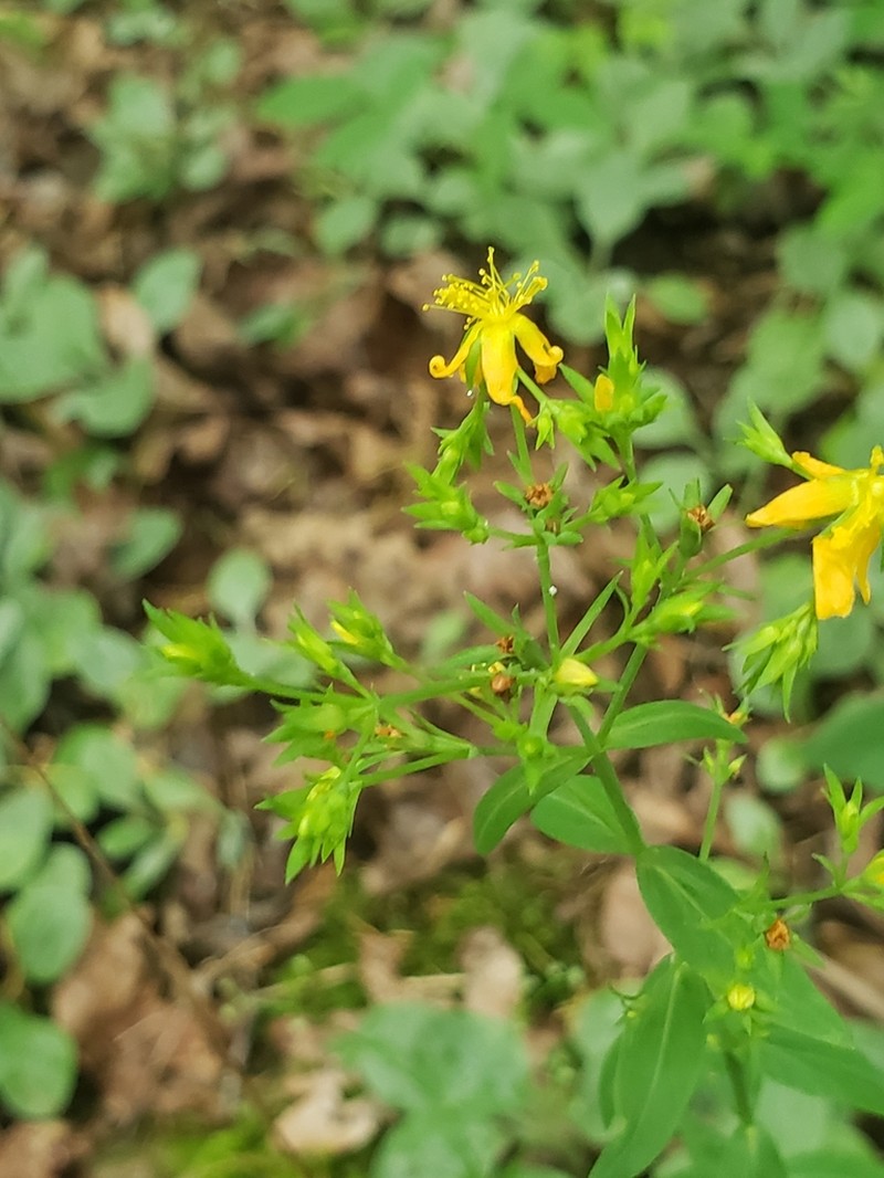 Sharpleaf St. Johnswort