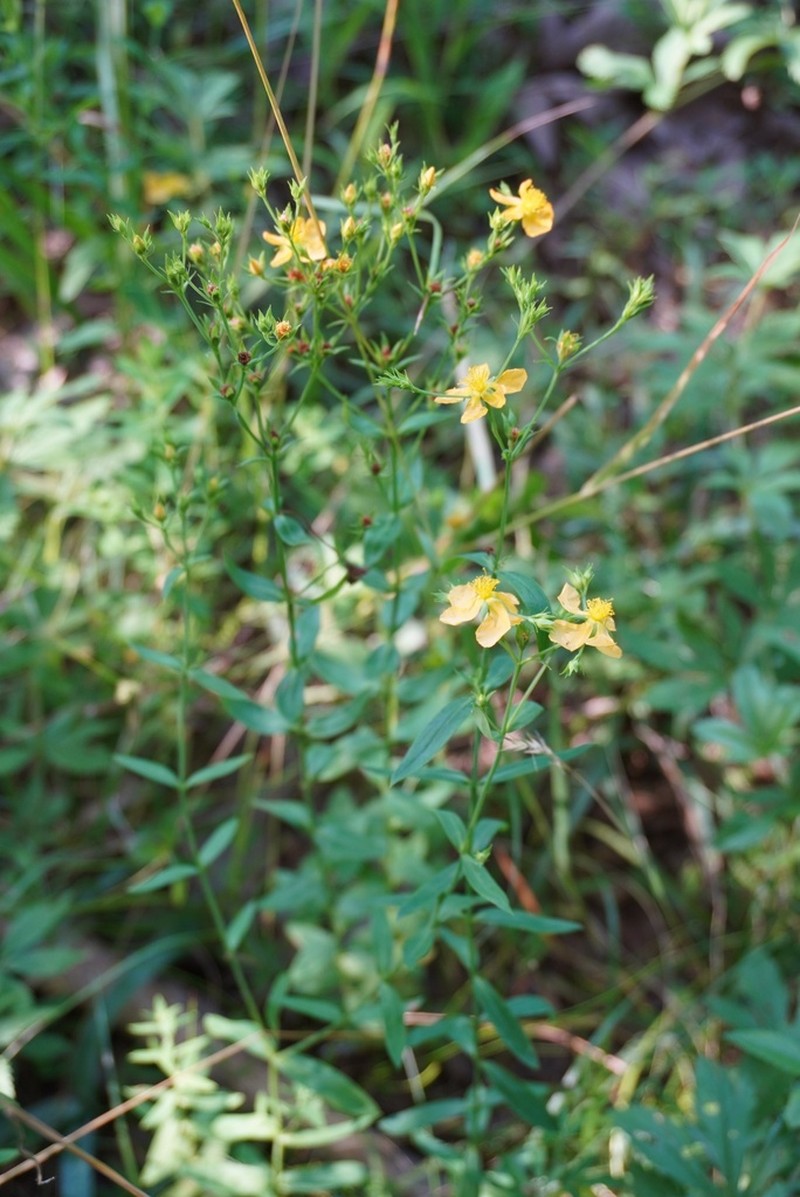Sharpleaf St. Johnswort photo 2