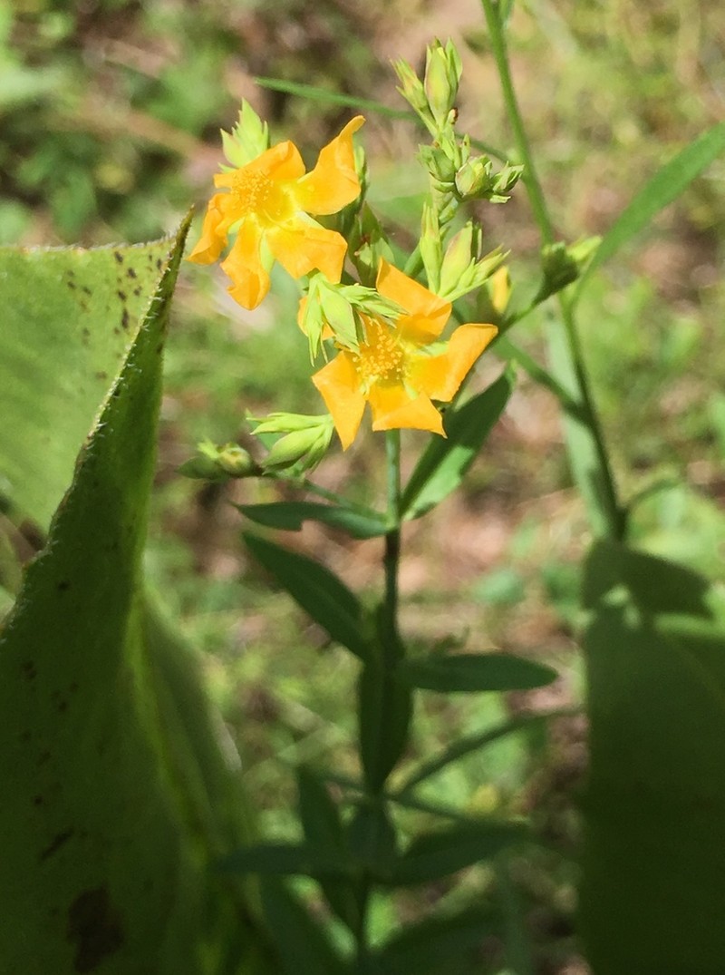 Sharpleaf St. Johnswort photo 3