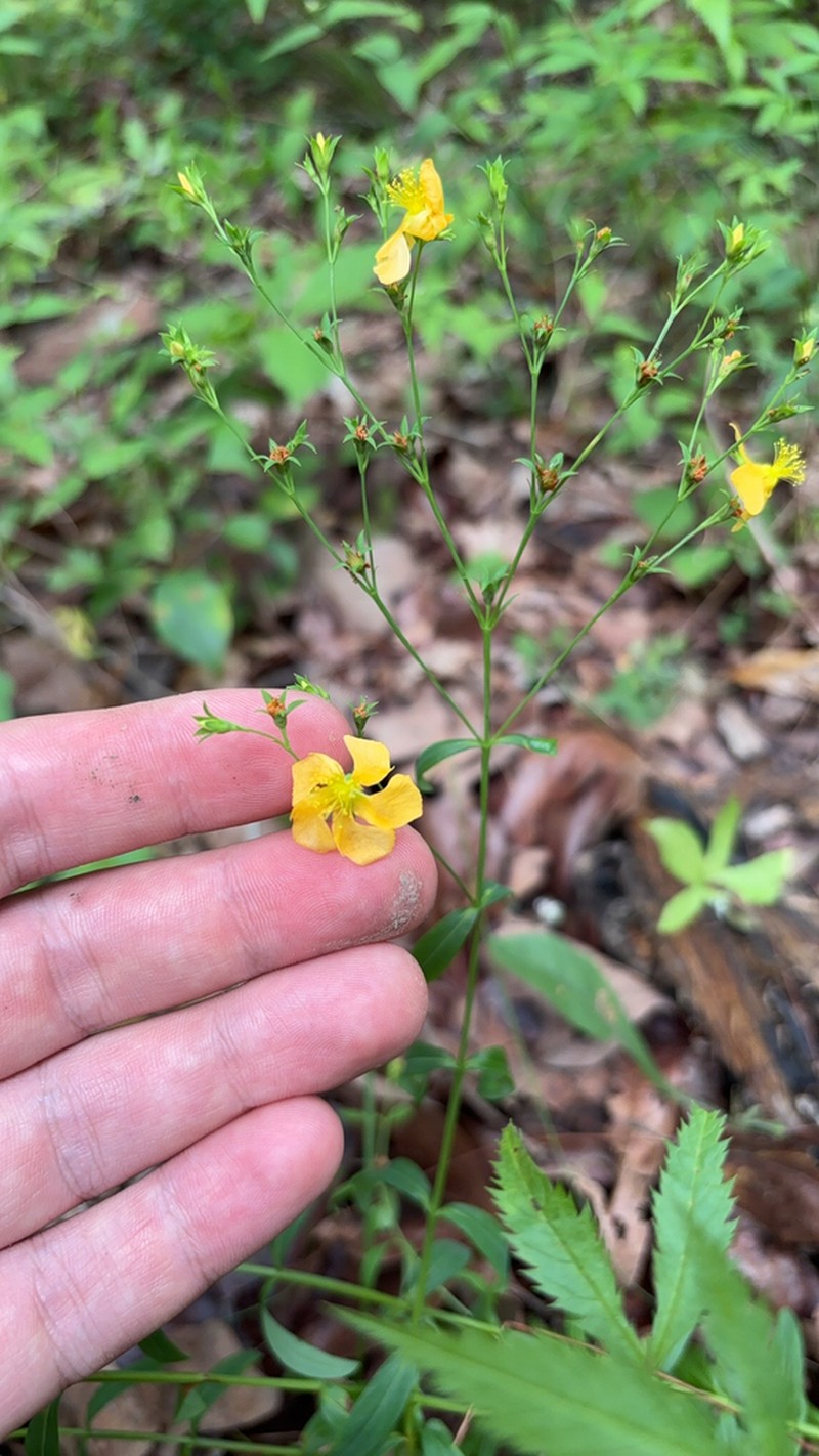 Sharpleaf St. Johnswort photo 4