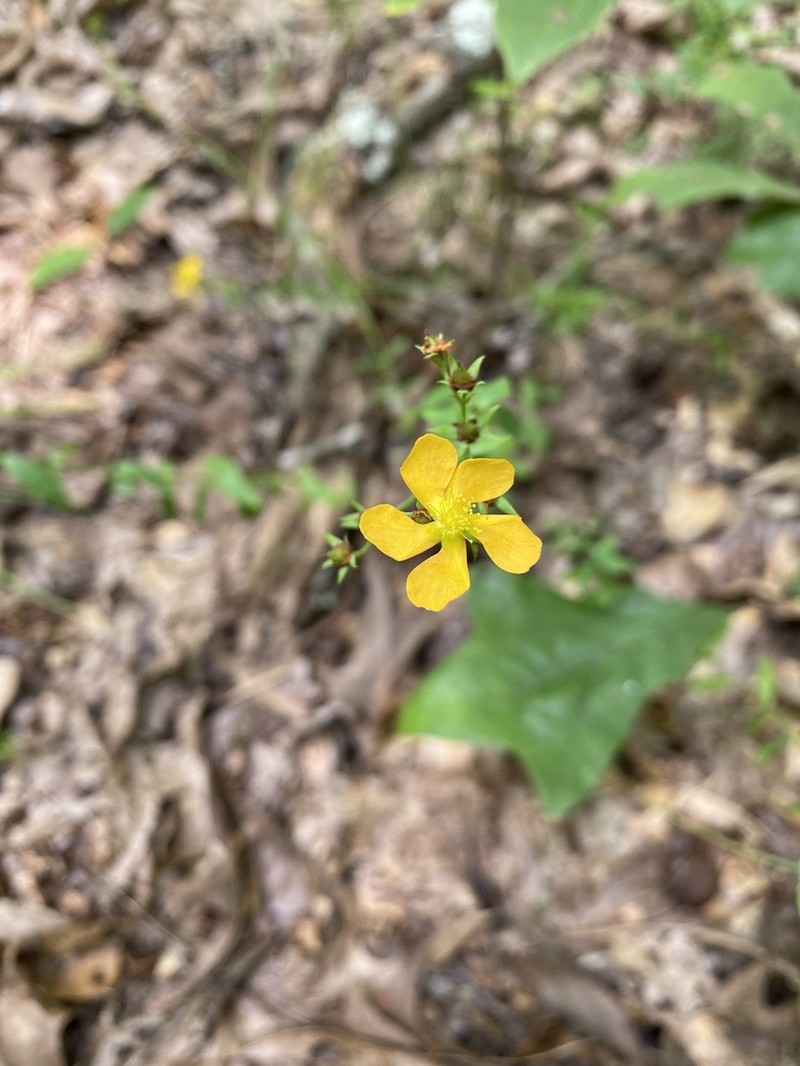 Sharpleaf St. Johnswort photo 5