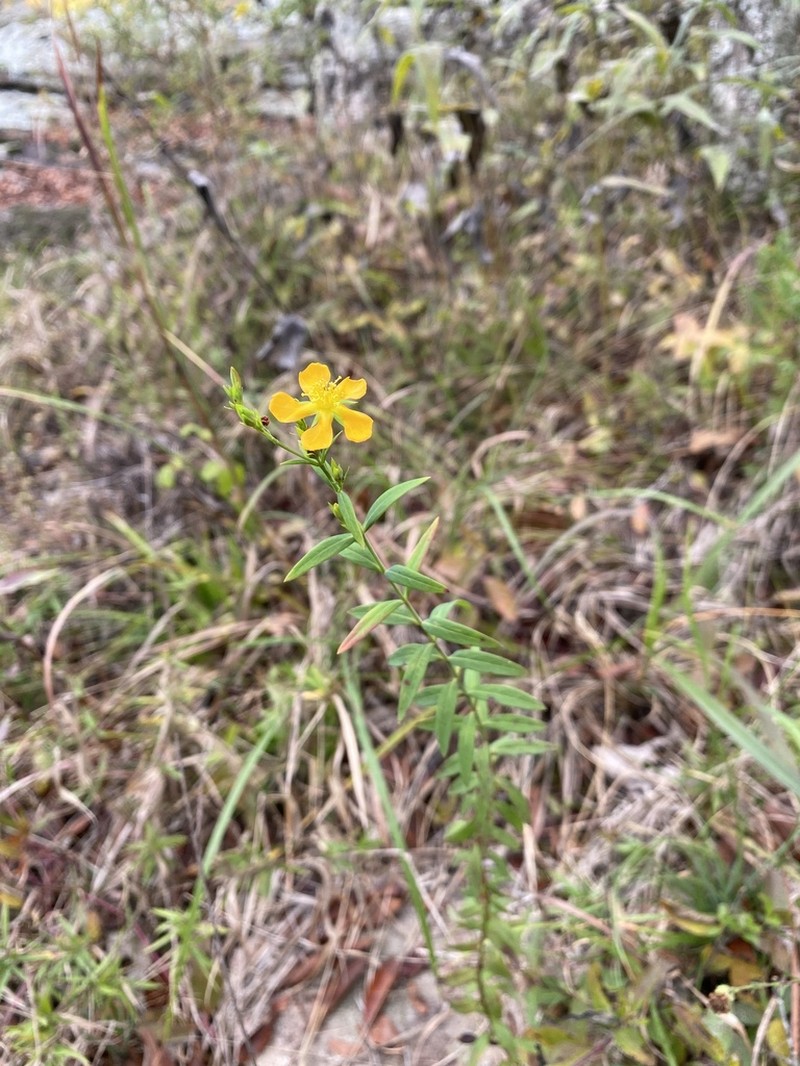 Sharpleaf St. Johnswort photo 6