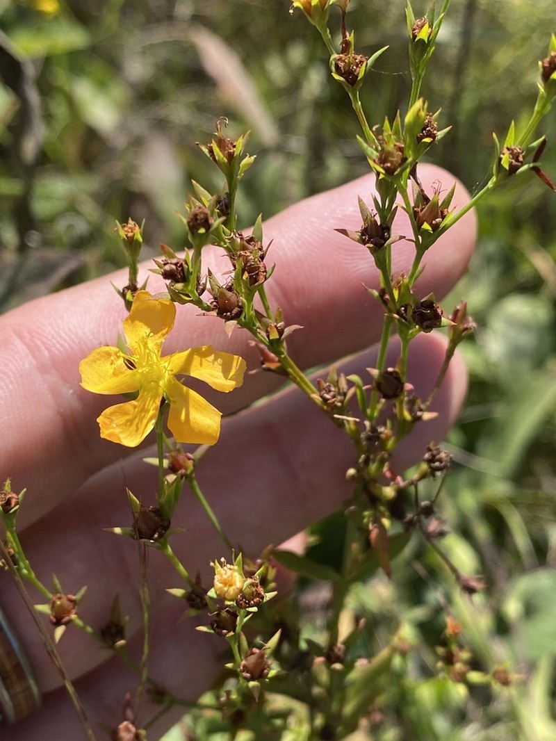 Sharpleaf St. Johnswort photo 7