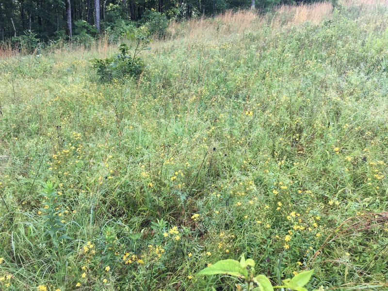 Sharpleaf St. Johnswort photo 8
