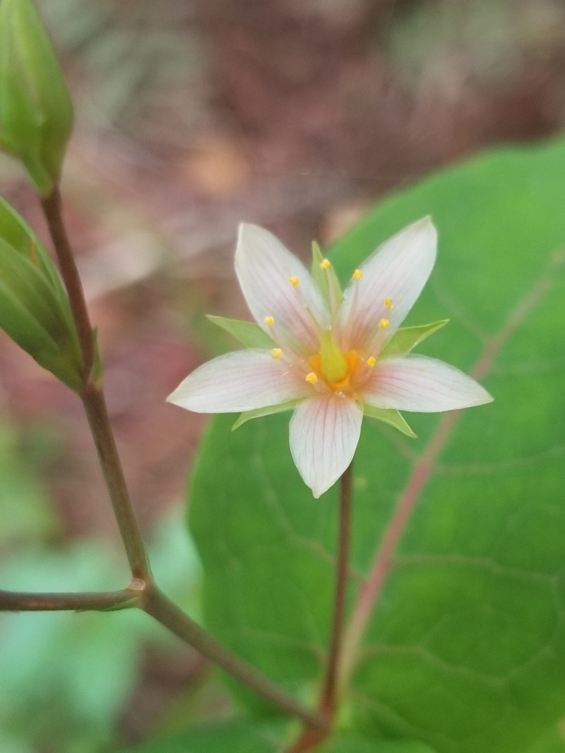 Virginia Marsh St. Johnswort
