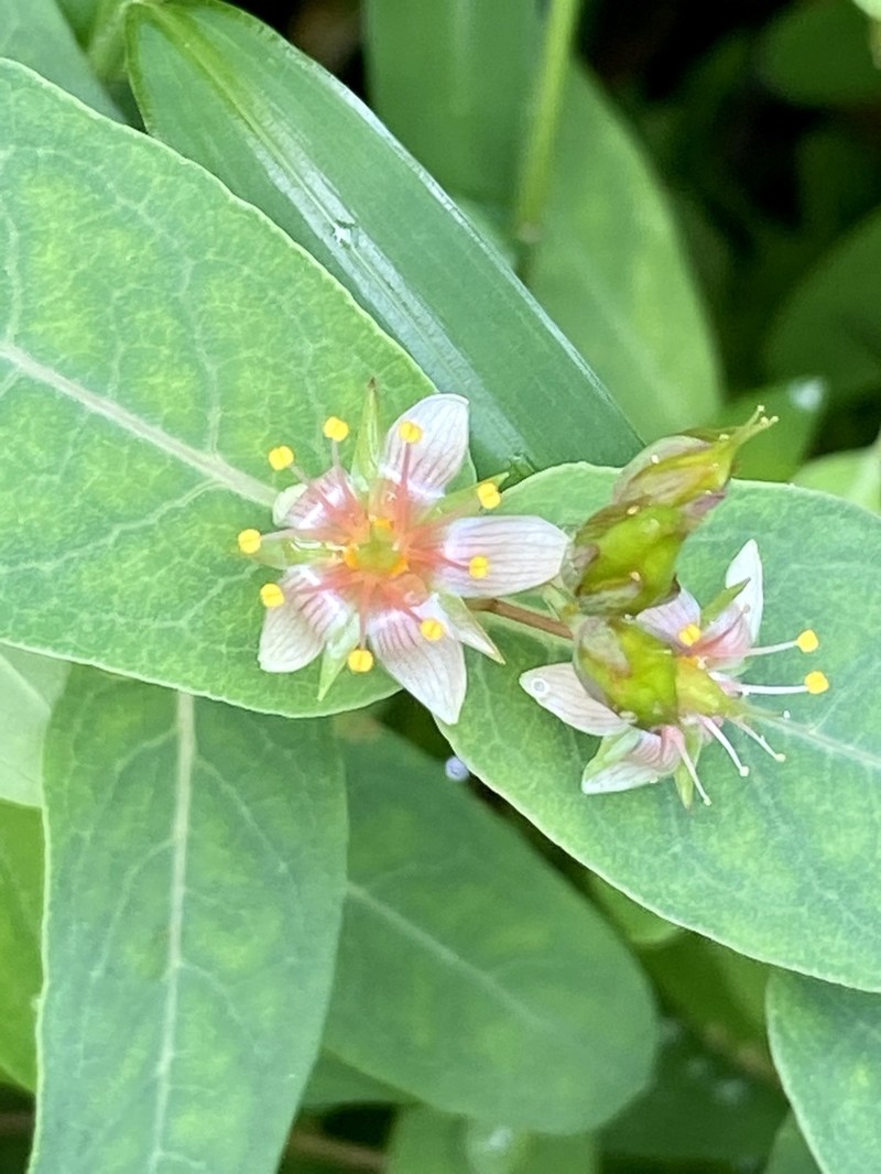Virginia Marsh St. Johnswort photo 2