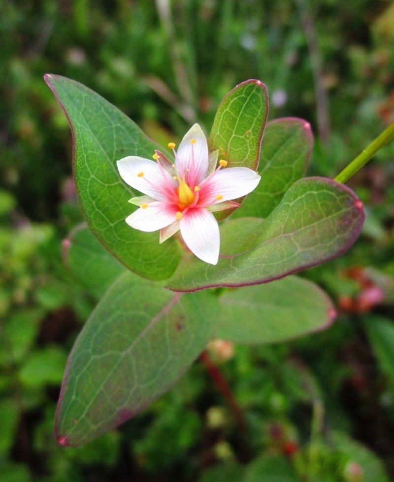 Virginia Marsh St. Johnswort photo 3