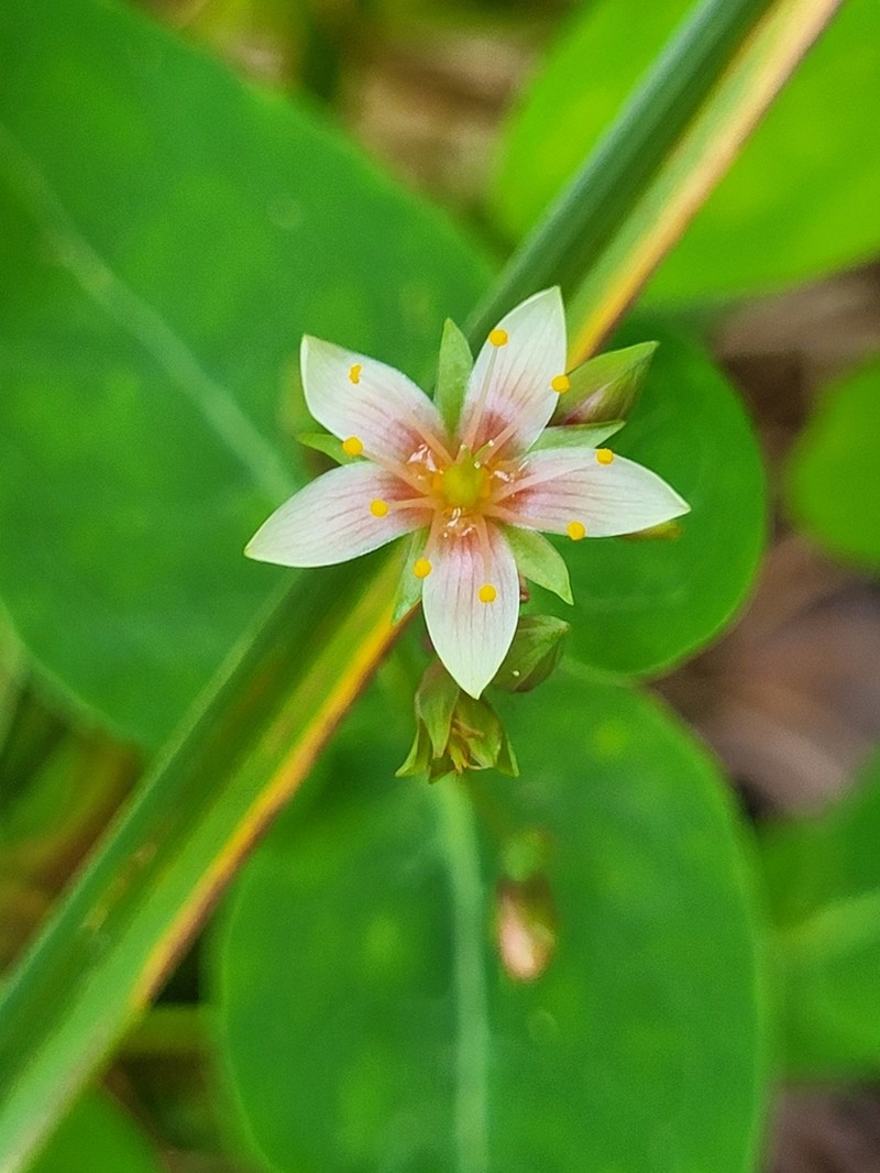 Virginia Marsh St. Johnswort photo 4