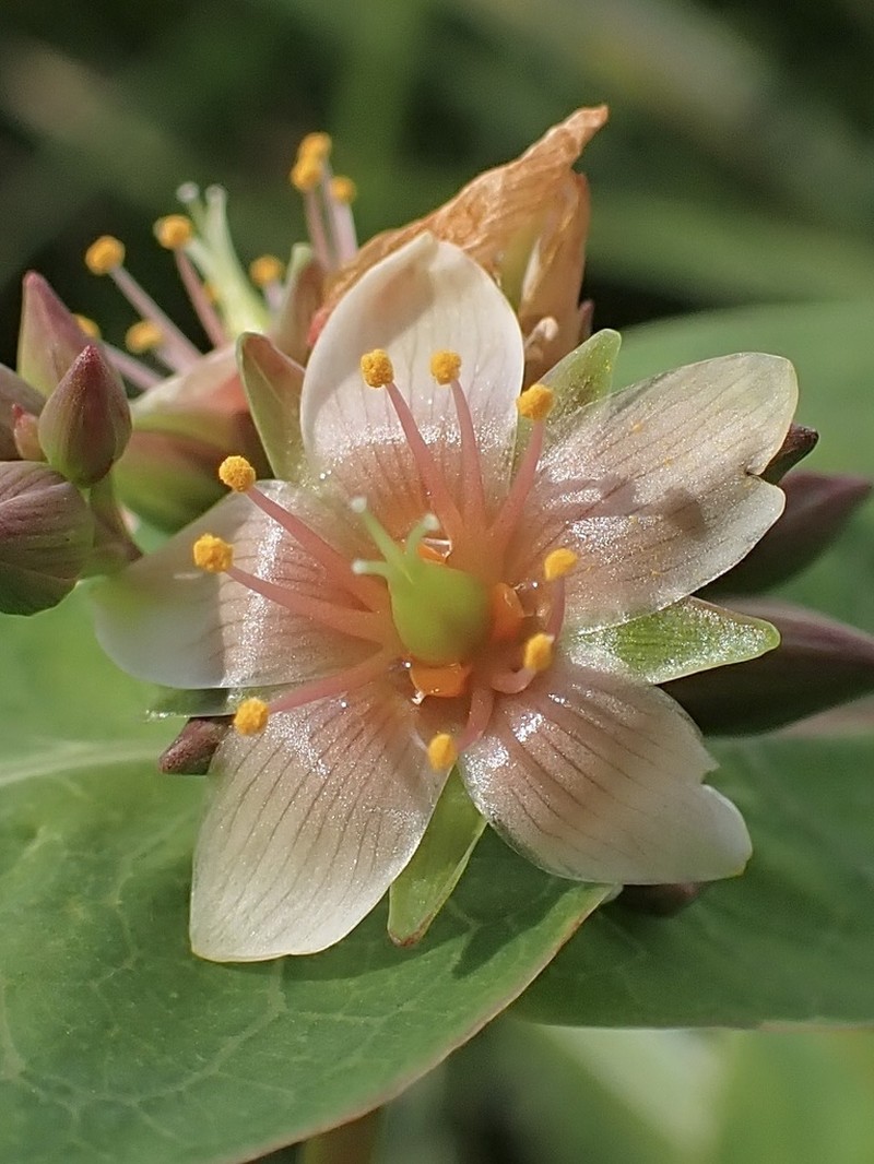 Virginia Marsh St. Johnswort photo 6