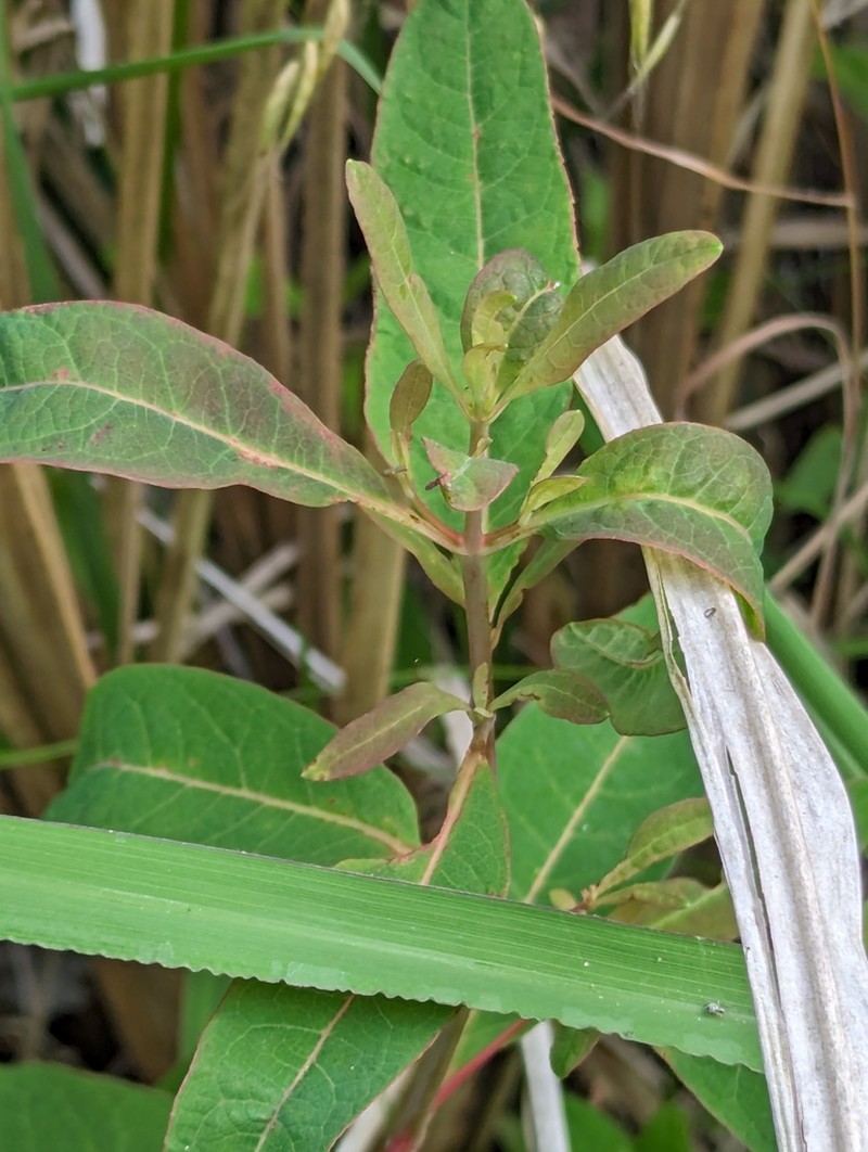 Greater Marsh St. Johnswort photo 2