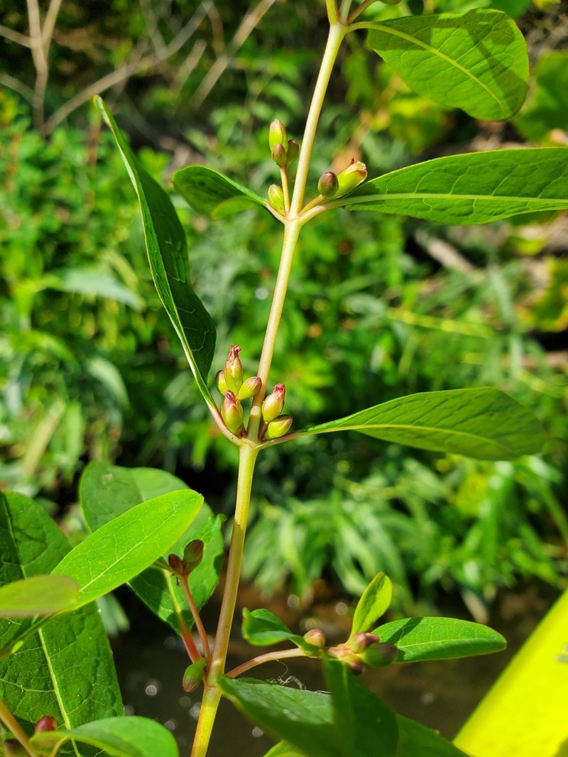 Greater Marsh St. Johnswort photo 3