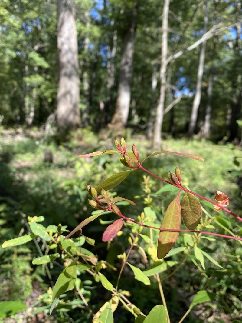 Greater Marsh St. Johnswort photo 4