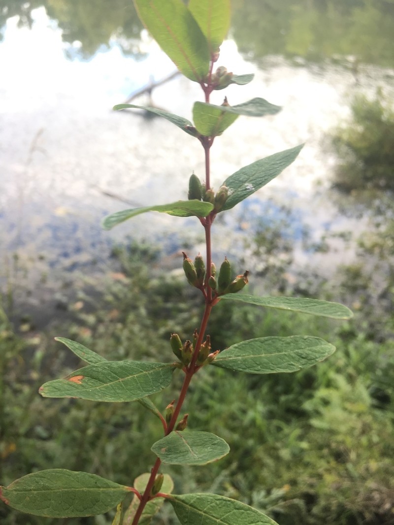 Greater Marsh St. Johnswort photo 5