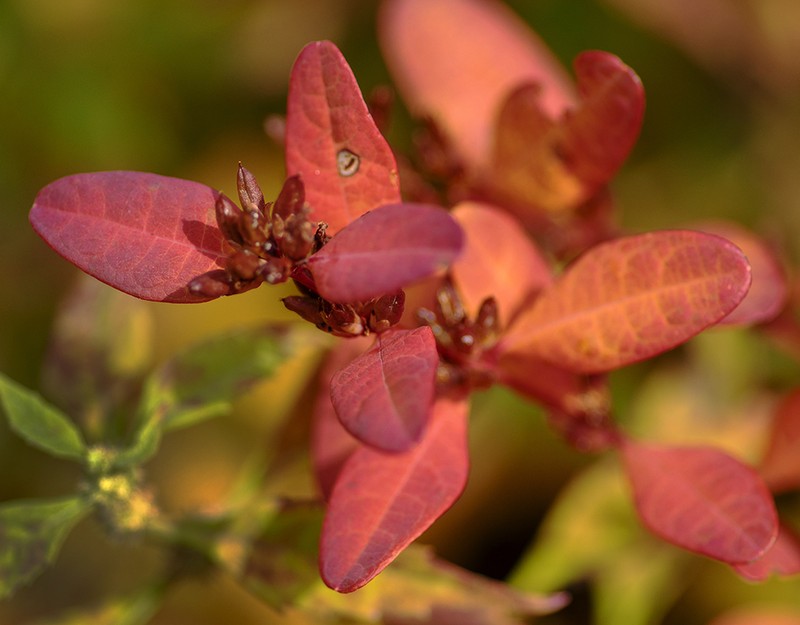 Greater Marsh St. Johnswort photo 6