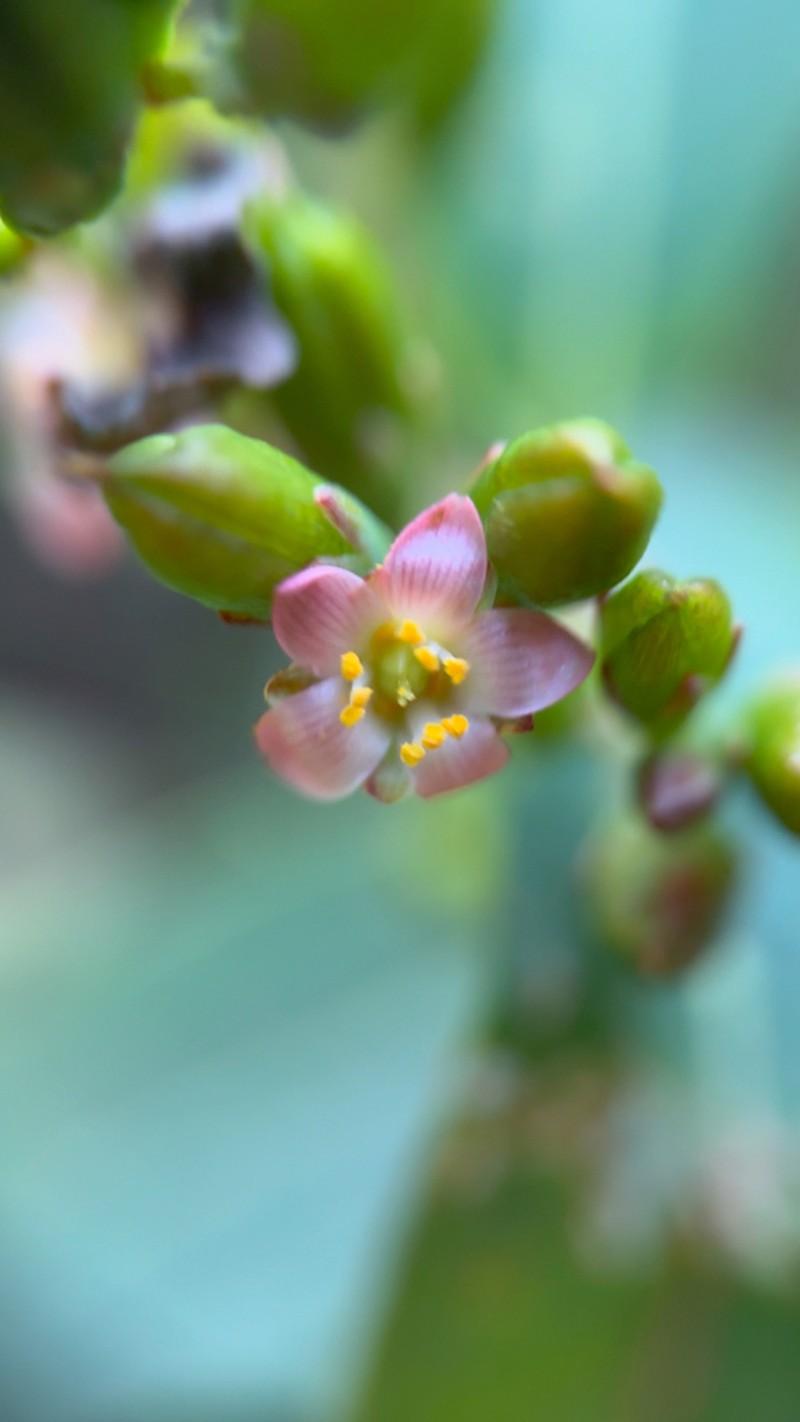Greater Marsh St. Johnswort photo 8