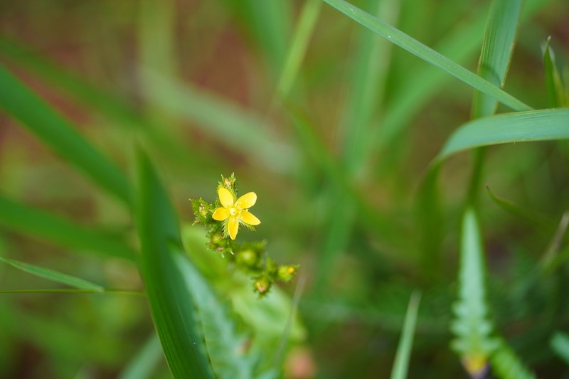Hypericum wightianum