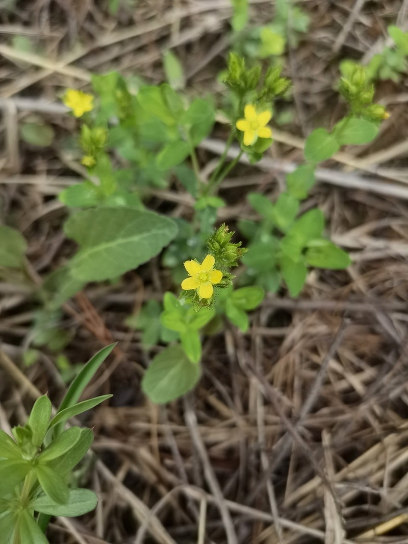 Hypericum wightianum photo 2
