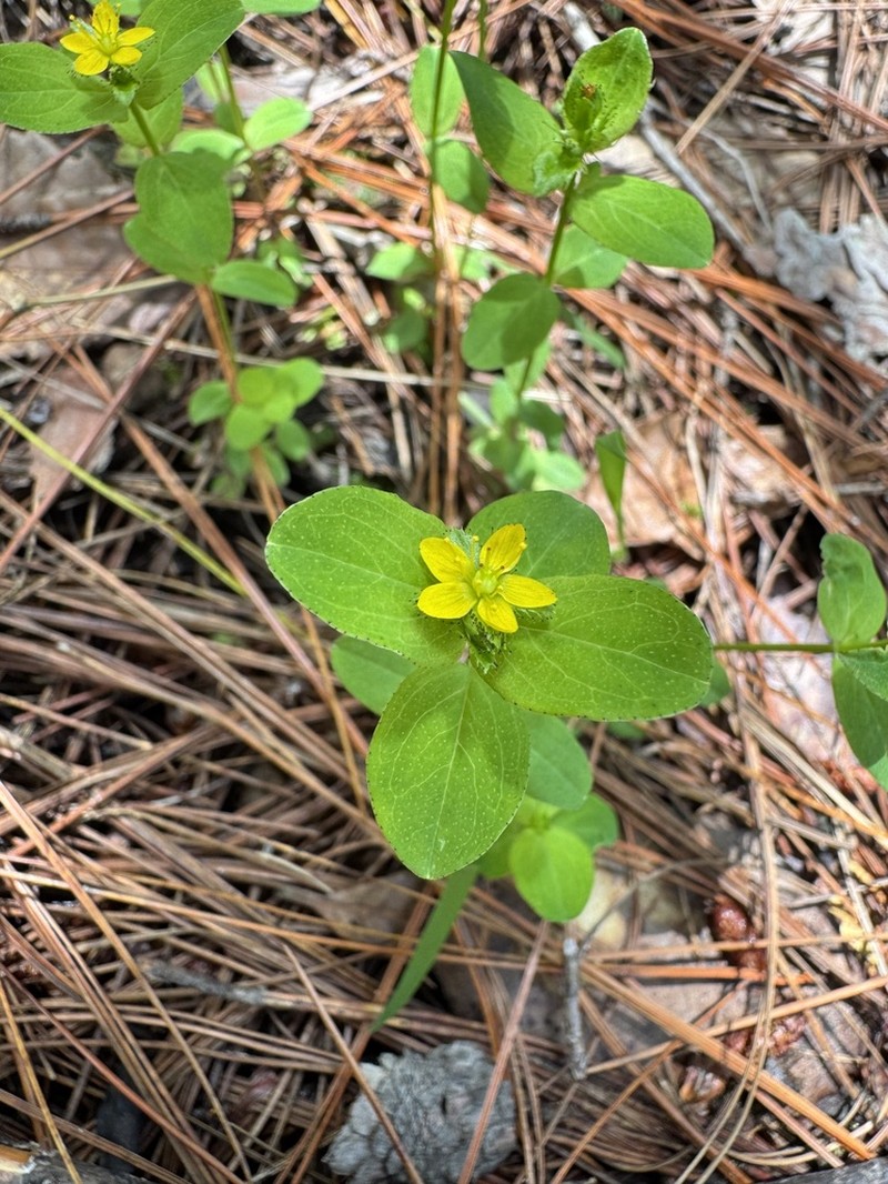 Hypericum wightianum photo 3