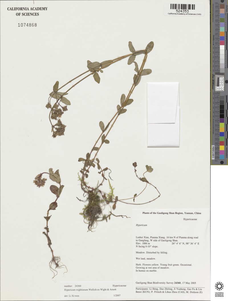 Hypericum wightianum photo 4