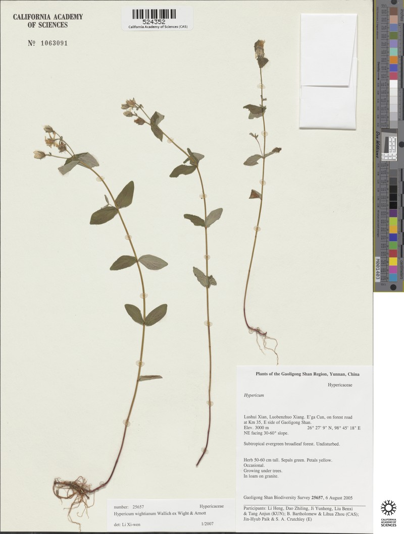 Hypericum wightianum photo 5