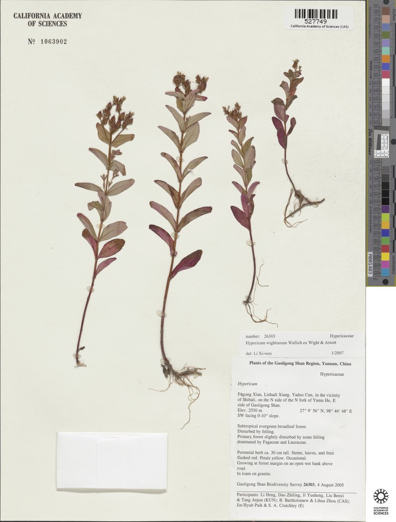 Hypericum wightianum photo 6