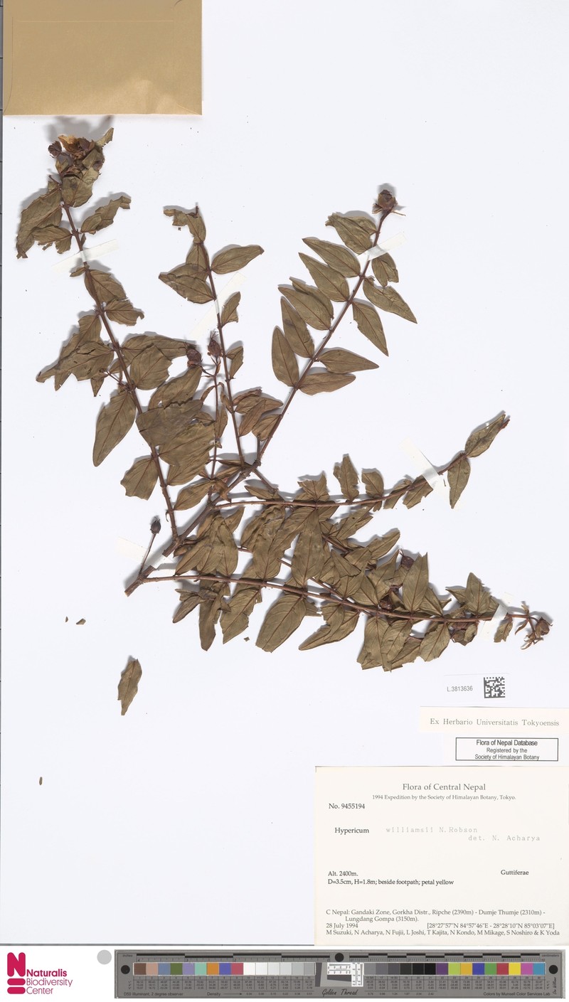 Hypericum williamsii