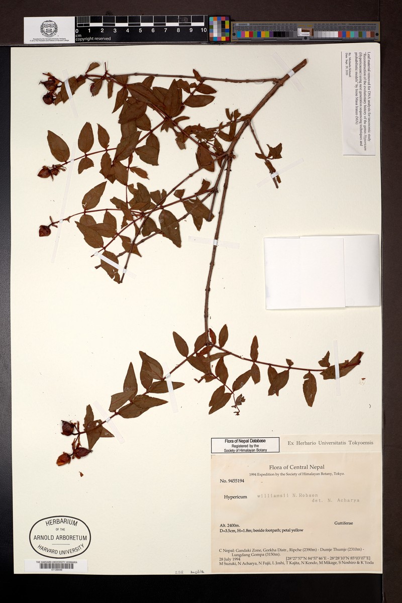 Hypericum williamsii photo 2