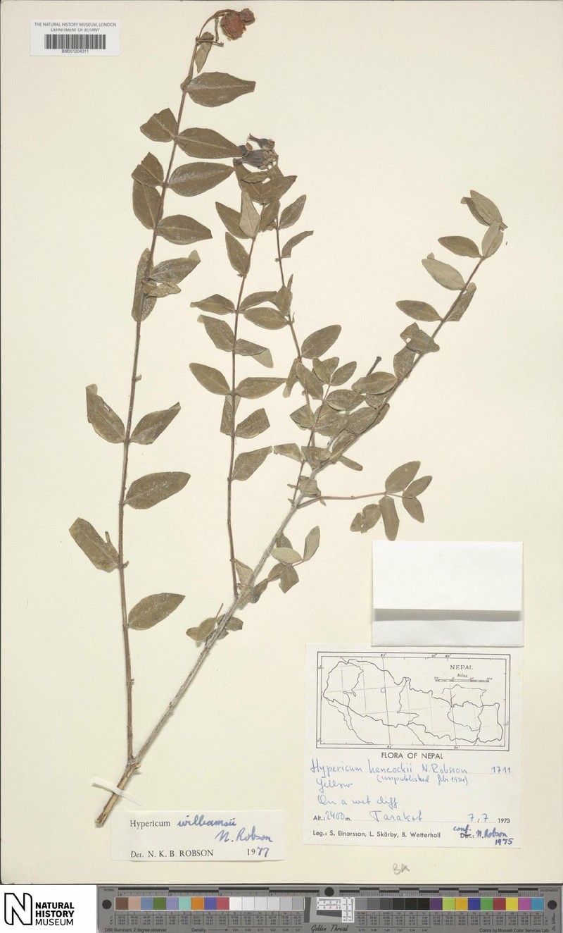Hypericum williamsii photo 3