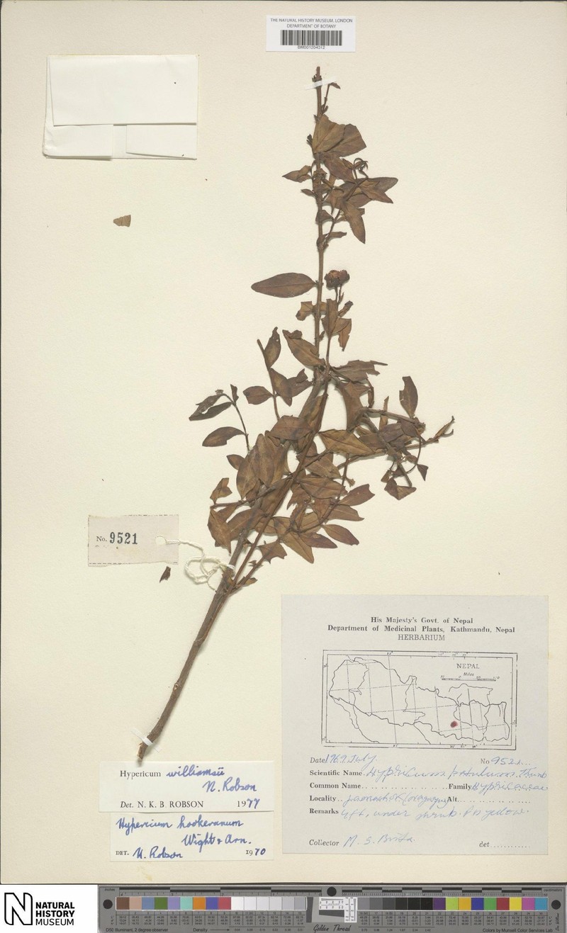 Hypericum williamsii photo 4
